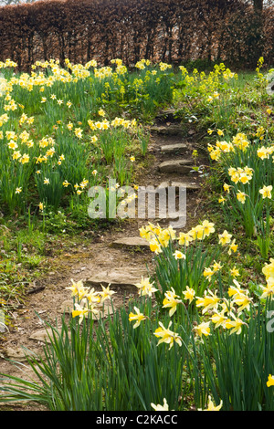Jonquilles en woodland garden, Surrey, UK Banque D'Images