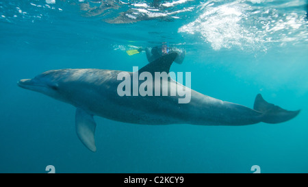 Une femme avec des grands dauphins sauvages Banque D'Images