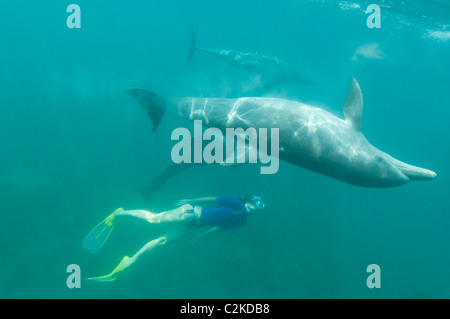 Une femme avec des grands dauphins sauvages Banque D'Images