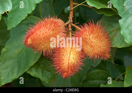 Achiote, Roucou (Bixa orellana). Gélules de fruits sur un buisson. Banque D'Images