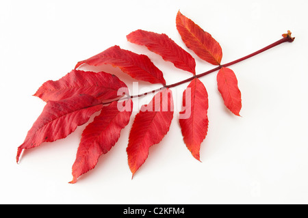 Rowan, sorbier (Sorbus aucuparia), feuille d'automne. Studio photo sur un fond blanc. Banque D'Images