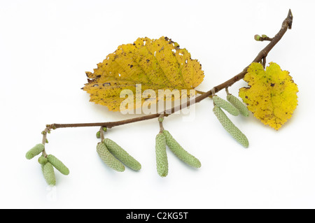 Le noisetier commun (Corylus avellana). Brindille dans couleurs d'automne. Studio photo sur un fond blanc. Banque D'Images