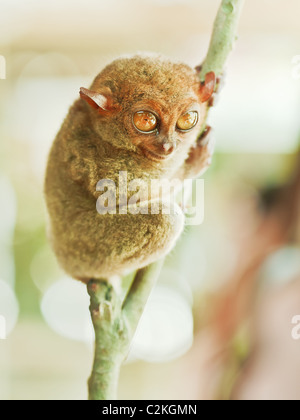 Drôle tarsier des Philippines (Tarsius syrichta). Bohol. Philippines Banque D'Images