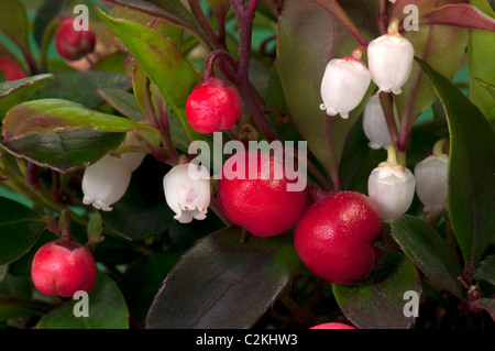 L'Est de Teaberry, American thé des bois (Gaultheria procumbens). Plante avec des fruits et des fleurs. Banque D'Images