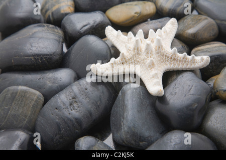 Starfish blanchie sur une plage de galets Banque D'Images