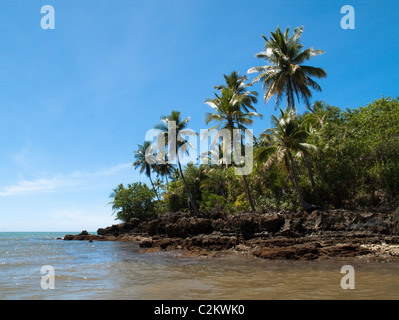 Palmiers sur l'île de Boipeba, Bahia, Brésil Banque D'Images