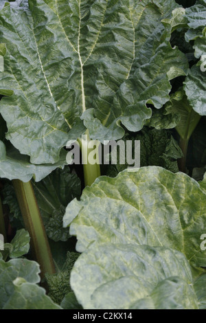 De plus en plus de rhubarbe dans le jardin. Worksop, Notts, Angleterre Rheum rhabarbarum Banque D'Images