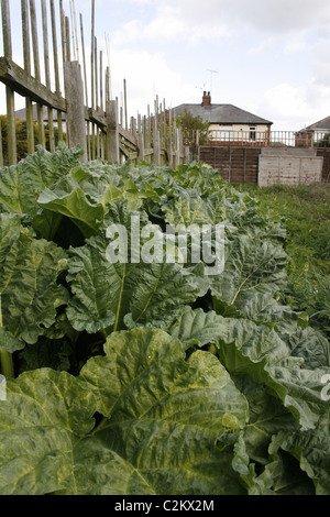 De plus en plus de rhubarbe dans le jardin. Worksop, Notts, Angleterre Rheum rhabarbarum Banque D'Images