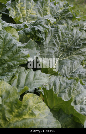 De plus en plus de rhubarbe dans le jardin. Worksop, Notts, Angleterre Rheum rhabarbarum Banque D'Images