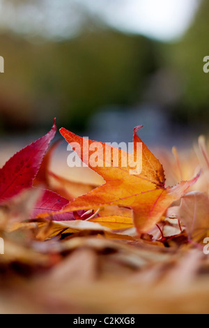 Les feuilles d'automne sur le sol Banque D'Images