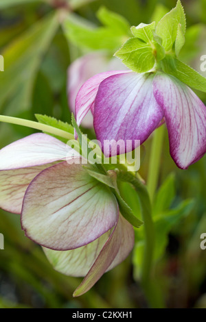 Helleborus orientalis, hybride rose et blanc Banque D'Images