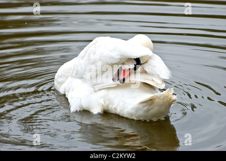 Cygne muet lissage sur la rivière Medway Banque D'Images