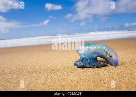 Brin Portuguese Man O'War sur la plage de Las Canteras, Gran Canaria, Espagne. Banque D'Images