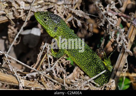 Lézard vert occidental (Lacerta bilineata) infestés par les tiques Banque D'Images