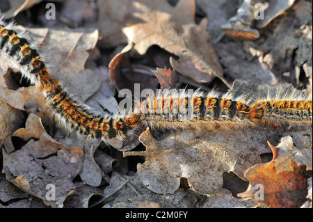 Les chenilles de processionnaire du pin (Thaumetopoea pityocampa / Traumatocampa pityocampa) dans la lignée sur le sol forestier Banque D'Images