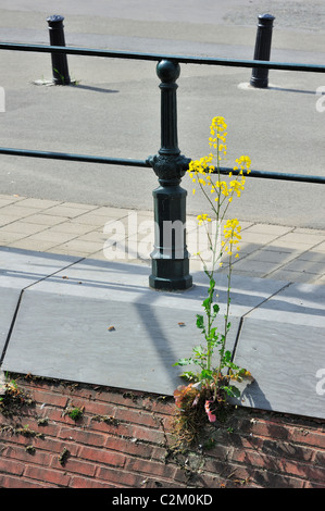 La moutarde sauvage / Charlock (Sinapis arvensis) croissant dans mur de pierre berge du canal dans la ville, Belgique Banque D'Images