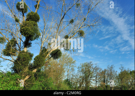 Infestation de gui (Viscum album) sur l'arbre au printemps, la Brenne, France Banque D'Images