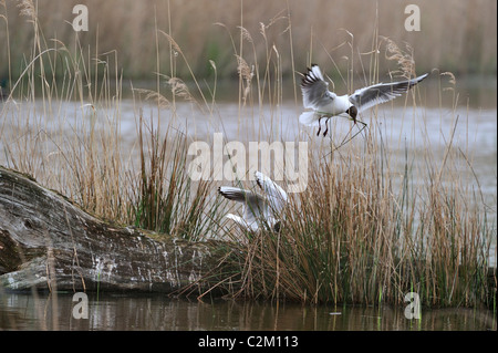 Mouette rieuse (Larus ridibundus) débarquement sur son nid avec le matériel du nid Banque D'Images