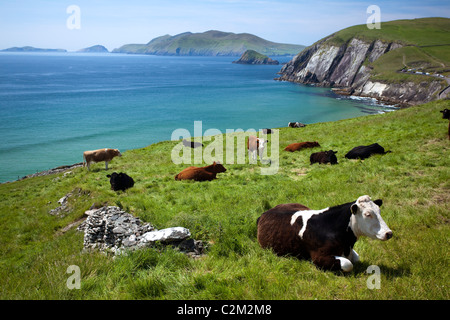 Vaches se reposant au-dessus de la baie de Coumeenoole, péninsule de Dingle, comté de Kerry, Irlande. Banque D'Images