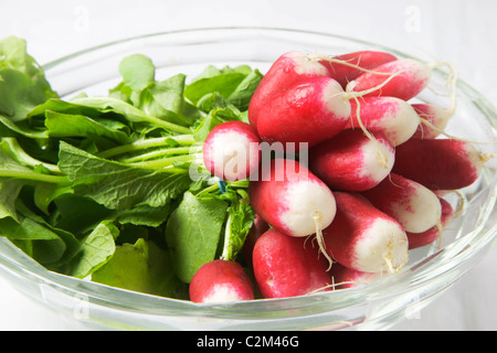 Botte de radis de la Fraîche dans un bol en verre Banque D'Images