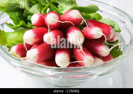 Botte de radis de la Fraîche dans un bol en verre Banque D'Images