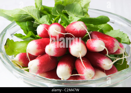 Botte de radis de la Fraîche dans un bol en verre Banque D'Images
