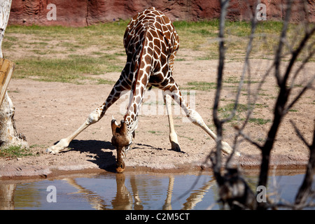 Girafe en se penchant pour prendre un verre d'un étang Banque D'Images