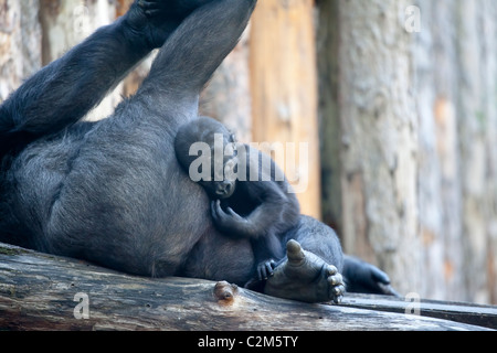 Un gorille avec son bébé nouveau-né de câlins il Banque D'Images
