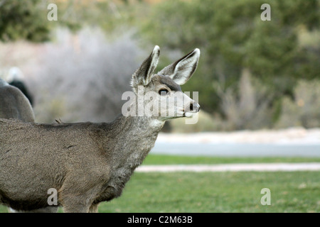 Le Cerf mulet GRAND CANYON USA 10 novembre 2010 Banque D'Images