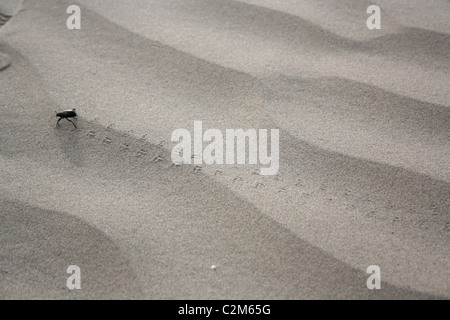 BEETLE LAISSE DES TRACES DANS LE SABLE LA DEATH VALLEY USA 10 novembre 2010 Banque D'Images