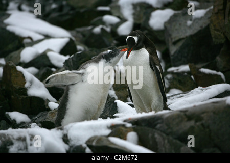 La mue [Gentoo pingouin] [Pygoscelis papua] chick sollicitant l'alimentation du krill de son parent, l'Île Petermann [] Péninsule Antarctique Banque D'Images