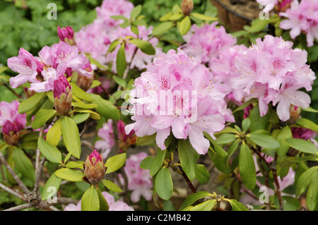 Rhododendron en fleur. Banque D'Images