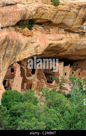 Maison de l'arbre de l'épinette, falaise, demeure dans le Parc National de Mesa Verde Banque D'Images