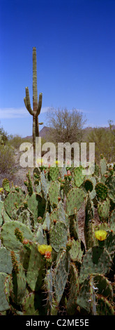 Le saguaro, est un grand arbre, espèces de cactus de taille moyenne dans le genre Carnegiea, originaire de le désert de Sonora en Arizona, Banque D'Images