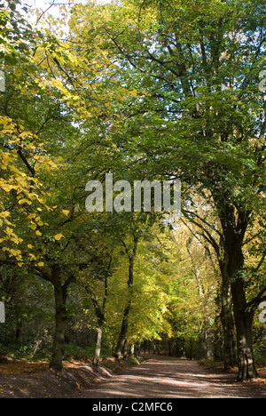 Les arbres d'automne dans la région de Hampstead Heath Banque D'Images