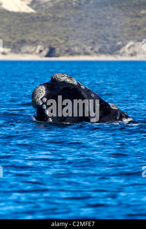 Baleine franche australe des surfaces, Golfo Nuevo, Argentine Banque D'Images