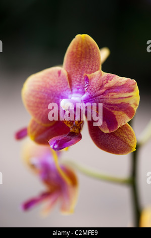 Phalaenopsis fleur gx magique. Espèce d'Orchidées Banque D'Images