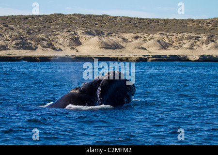 Baleine franche australe près du littoral, Puerto Madryn, Argentine Banque D'Images