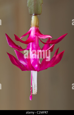 Fleur de cactus de Noël animée Résumé avec flou artistique peu profondes. Banque D'Images