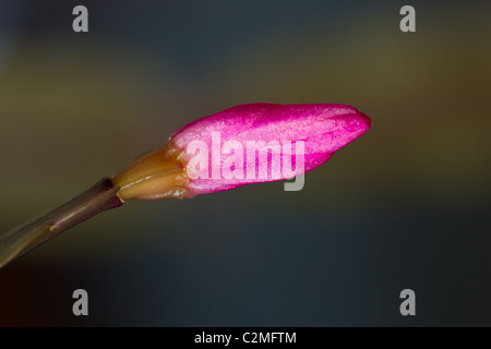 Fleur de cactus de Noël animée Résumé avec flou artistique peu profondes. Banque D'Images