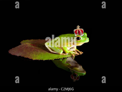 White-lipped tree frog prince avec couronne d'or Banque D'Images