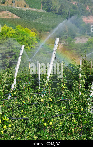 Apple tree orchard étant irriguées sprinkleur à Val di Non, Dolomites, Italie Banque D'Images