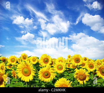 Champ de tournesol plus nuageux ciel bleu Banque D'Images