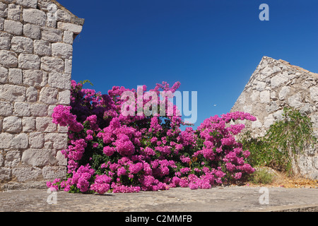 Fleurs de bougainvilliers au milieu de vieilles maisons en pierre typique de la Dalmatie, sur l'île de Lastovo. Banque D'Images