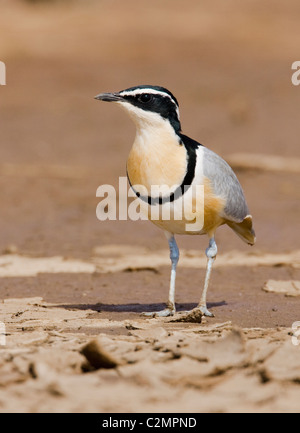 Pluvier siffleur égyptien Pluvianus aegyptus oiseau crocodile Banque D'Images