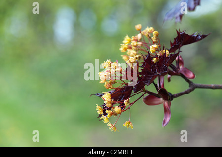 Acer platanoides 'Goldsworth Purple'. Arbre en fleurs de l'érable de Norvège. UK Banque D'Images
