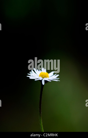 Bellis perennis. Daisy flower allumé contre un fond vert sombre Banque D'Images