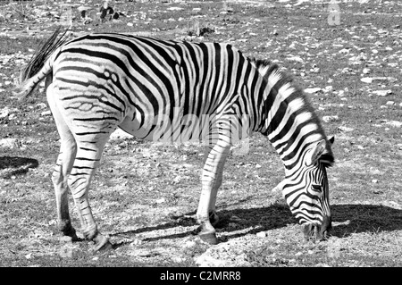 Le Damaraland zèbre (Equus burchelli antiquorum) Banque D'Images