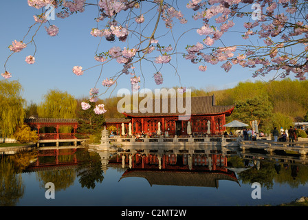 Fleurs de cerisier et de thé au printemps, "Jardin de la Lune retrouvée', Jardin Chinois, Jardins du Monde, Berlin, Allemagne. Banque D'Images