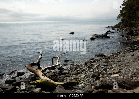 Randonnées au parc Sook. L'île de Vancouver, Colombie-Britannique, Canada. Banque D'Images